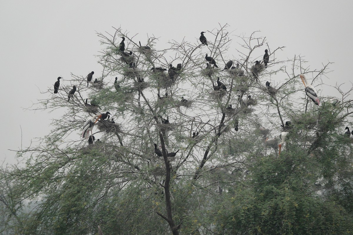 Braunwangenscharbe - ML646282205