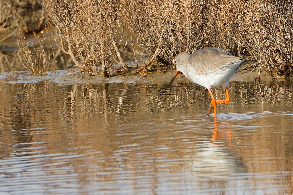 Rotschenkel - ML646282206