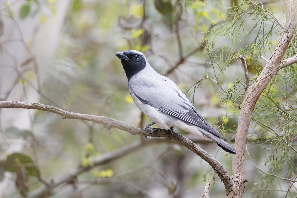 Schwarzgesicht-Raupenfänger - ML646282207