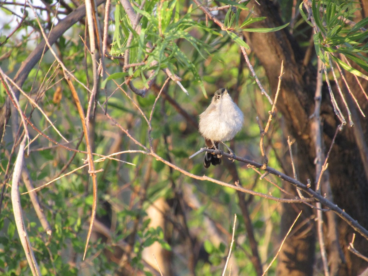 Schwarzschwanz-Mückenfänger - ML646282208