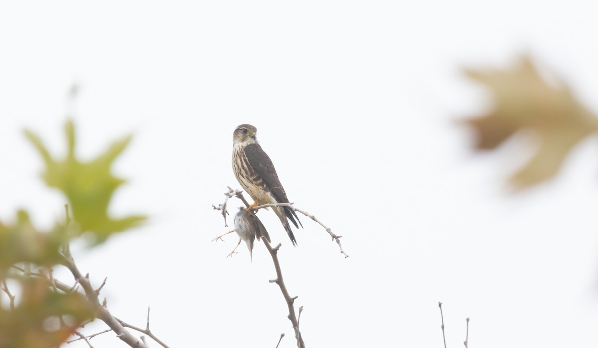 Merlin - ML646282210