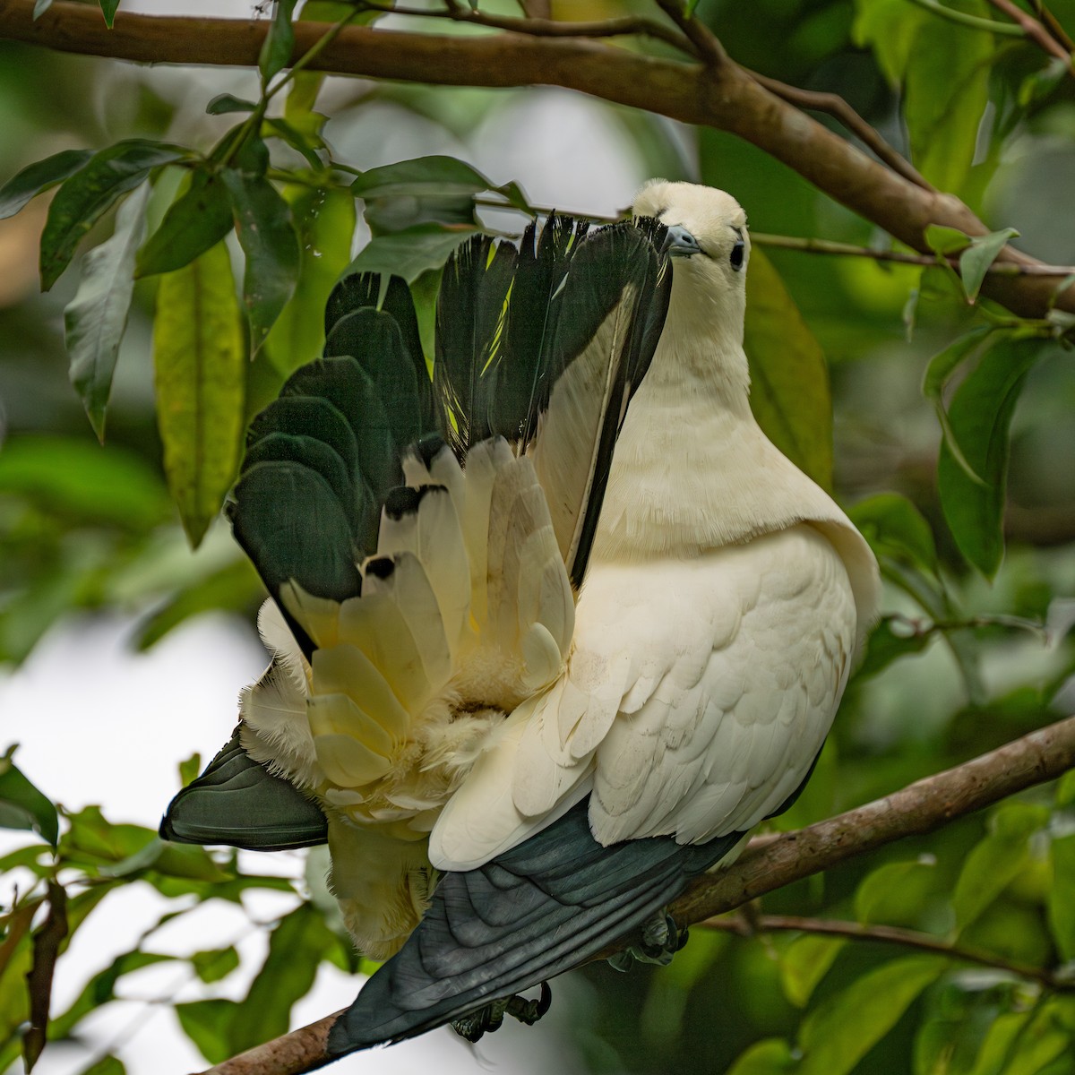 Zweifarben-Fruchttaube - ML646282211