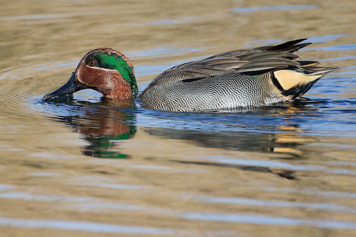 Krickente - ML646282212