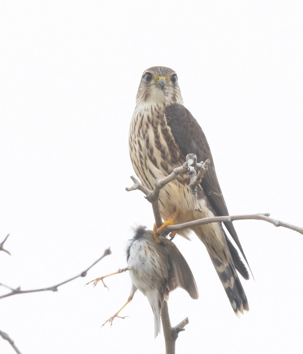 Merlin - ML646282213