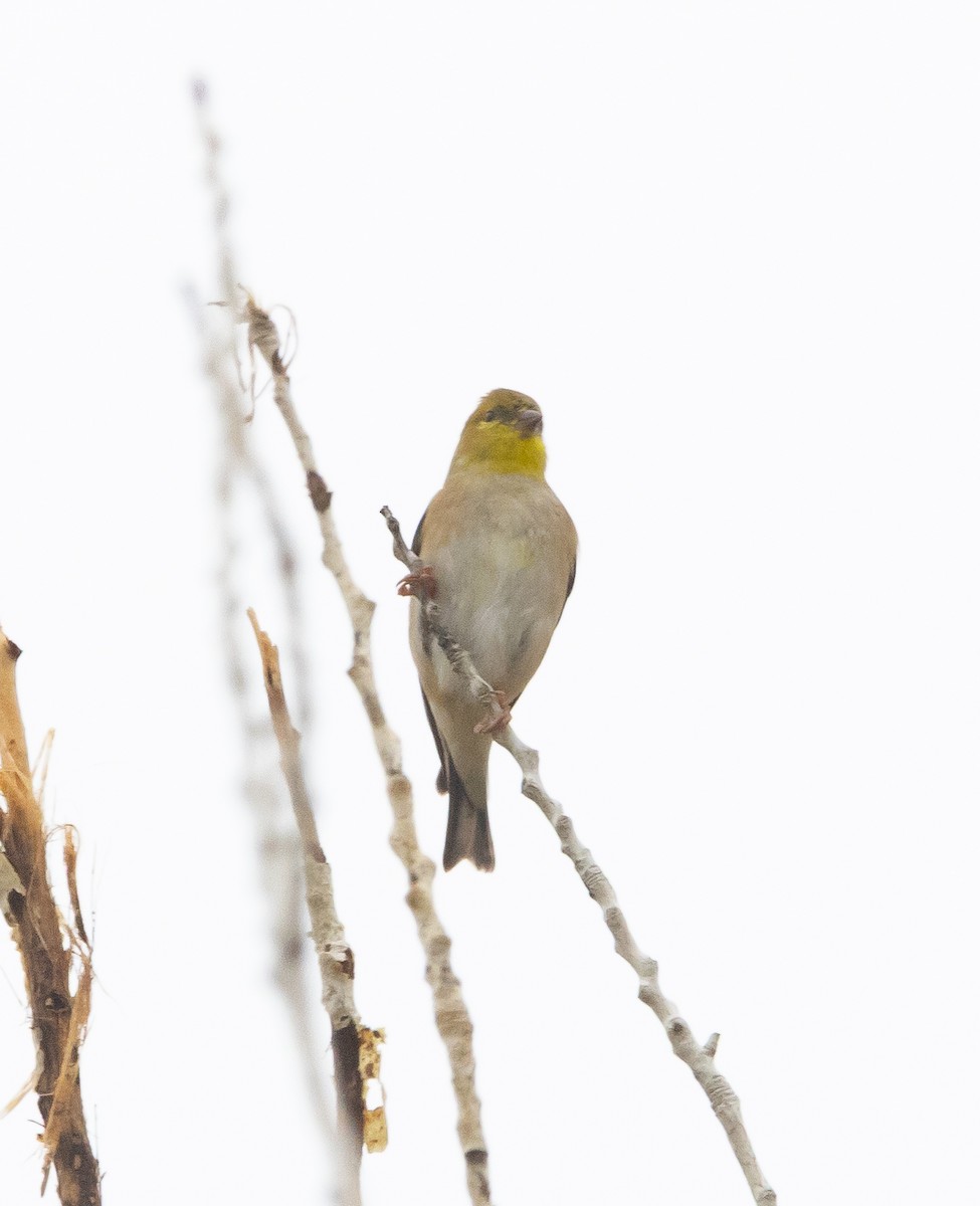 American Goldfinch - ML646282224