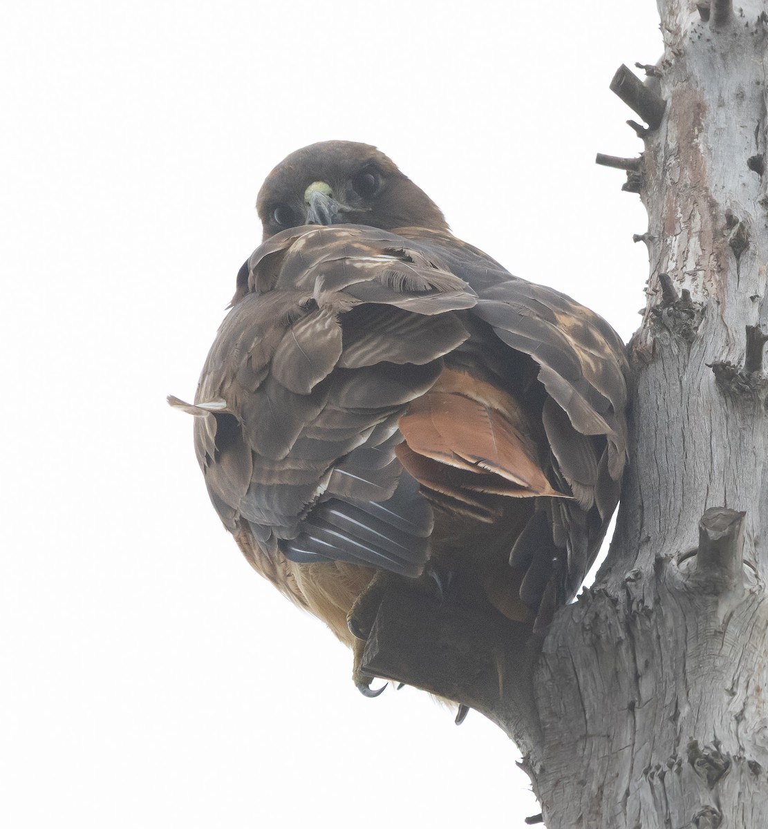 Busardo Colirrojo - ML646282233