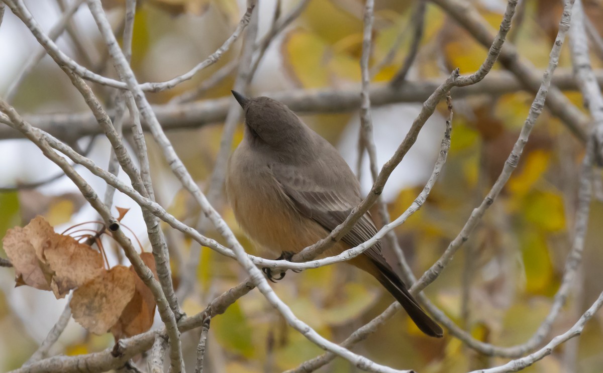 Say's Phoebe - ML646282245