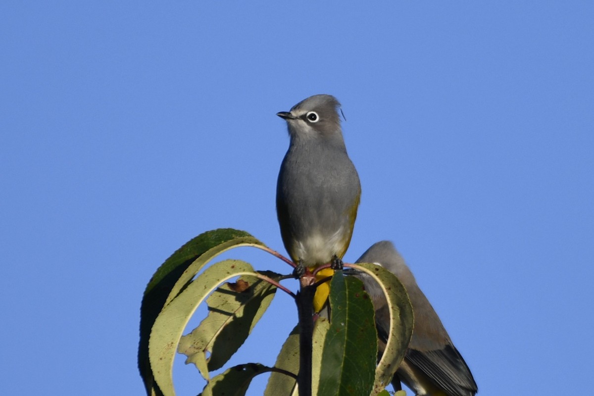 Gray Silky-flycatcher - ML646282247