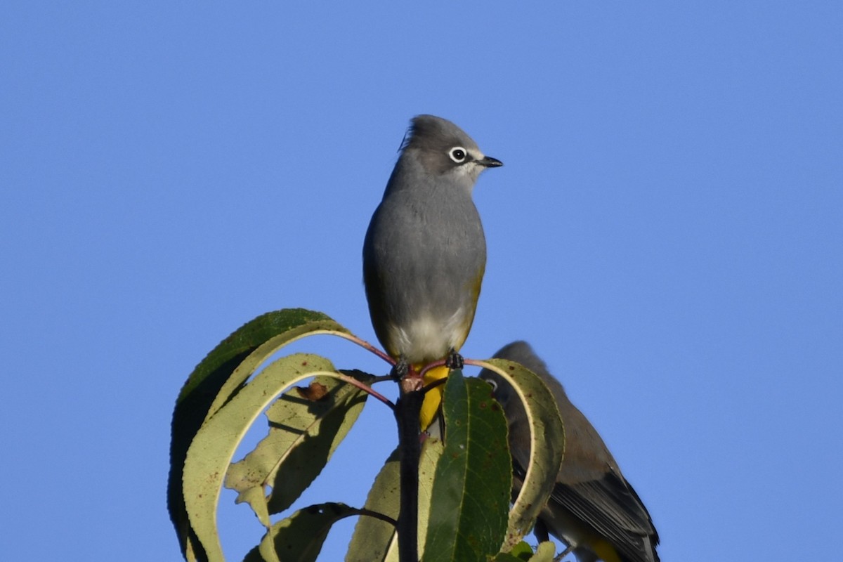 Gray Silky-flycatcher - ML646282248