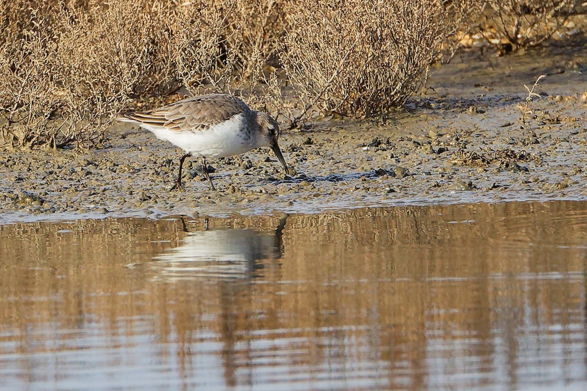 Dunlin - ML646282252