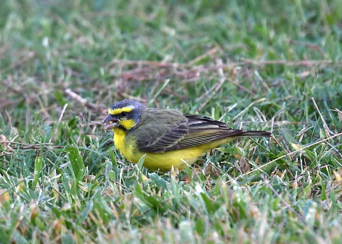 Yellow-fronted Canary - ML646282253