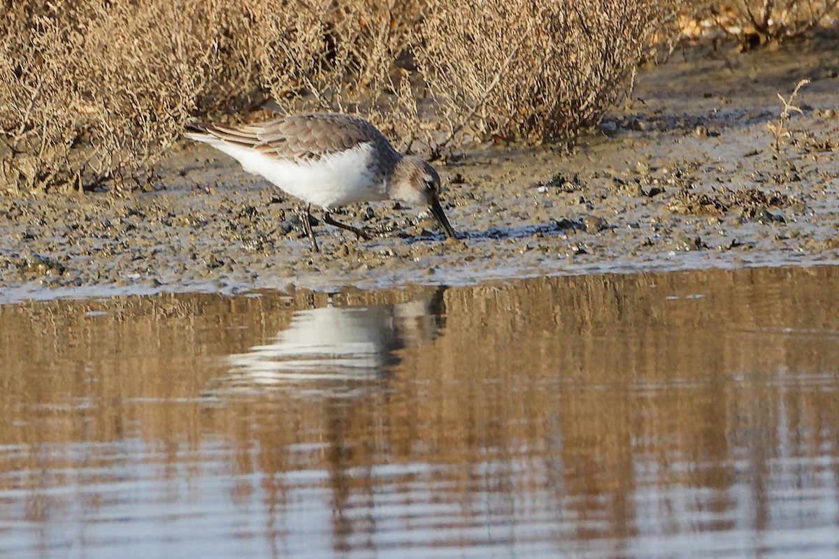 Dunlin - ML646282254