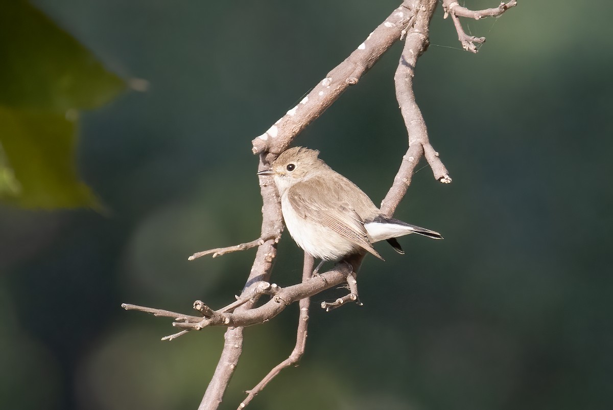 Taiga Flycatcher - ML646282256
