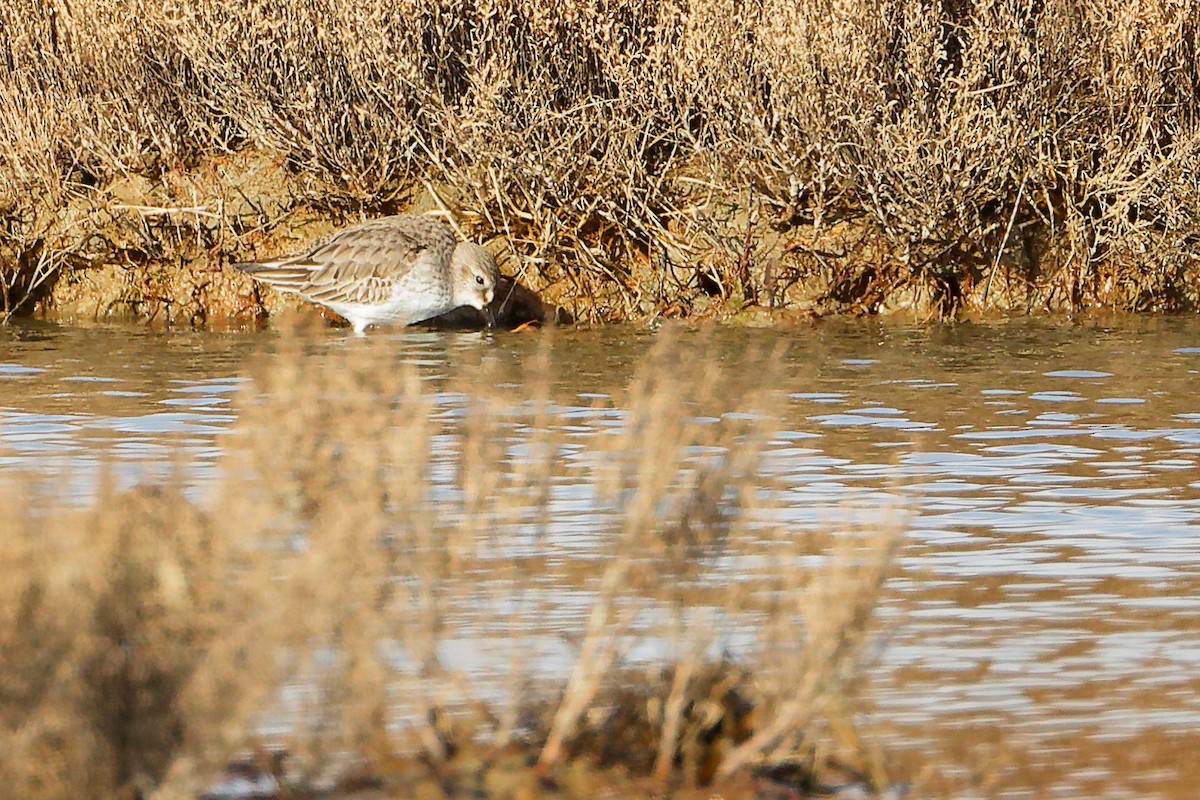 Dunlin - ML646282257