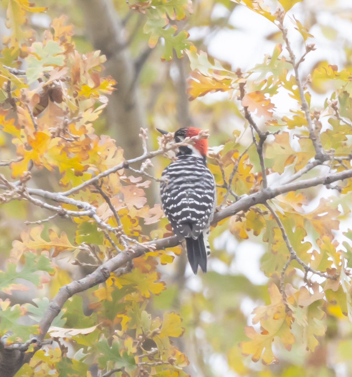 Nuttall's Woodpecker - ML646282259