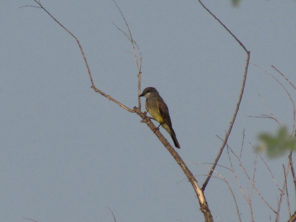 Cassin's Kingbird - ML646282260