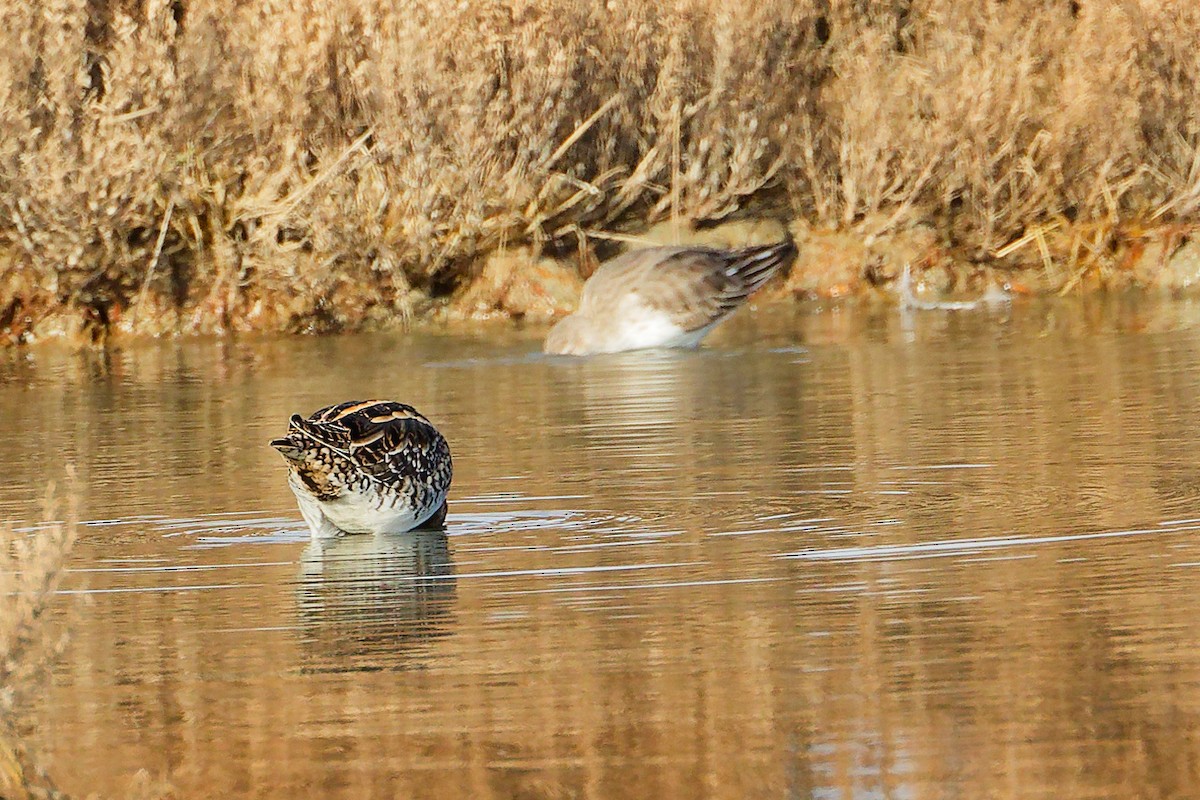 Common Snipe - ML646282267