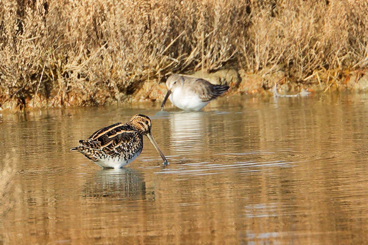 Common Snipe - ML646282268