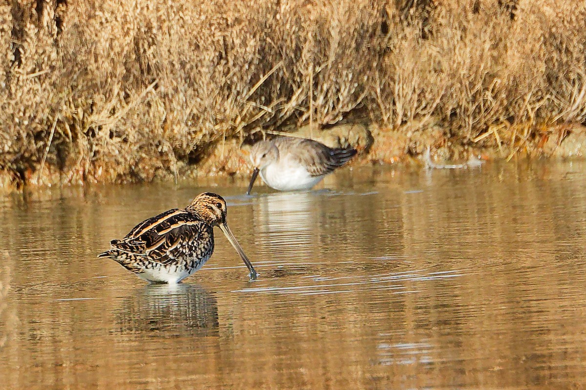 Common Snipe - ML646282269