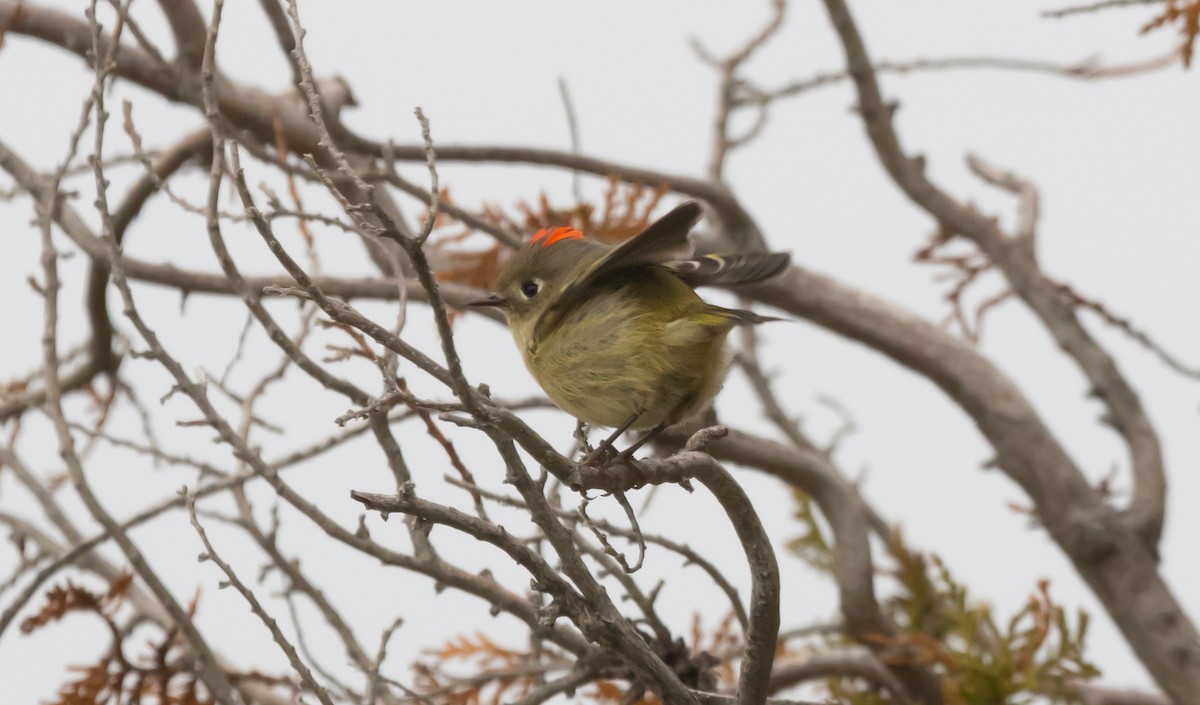Ruby-crowned Kinglet - ML646282270