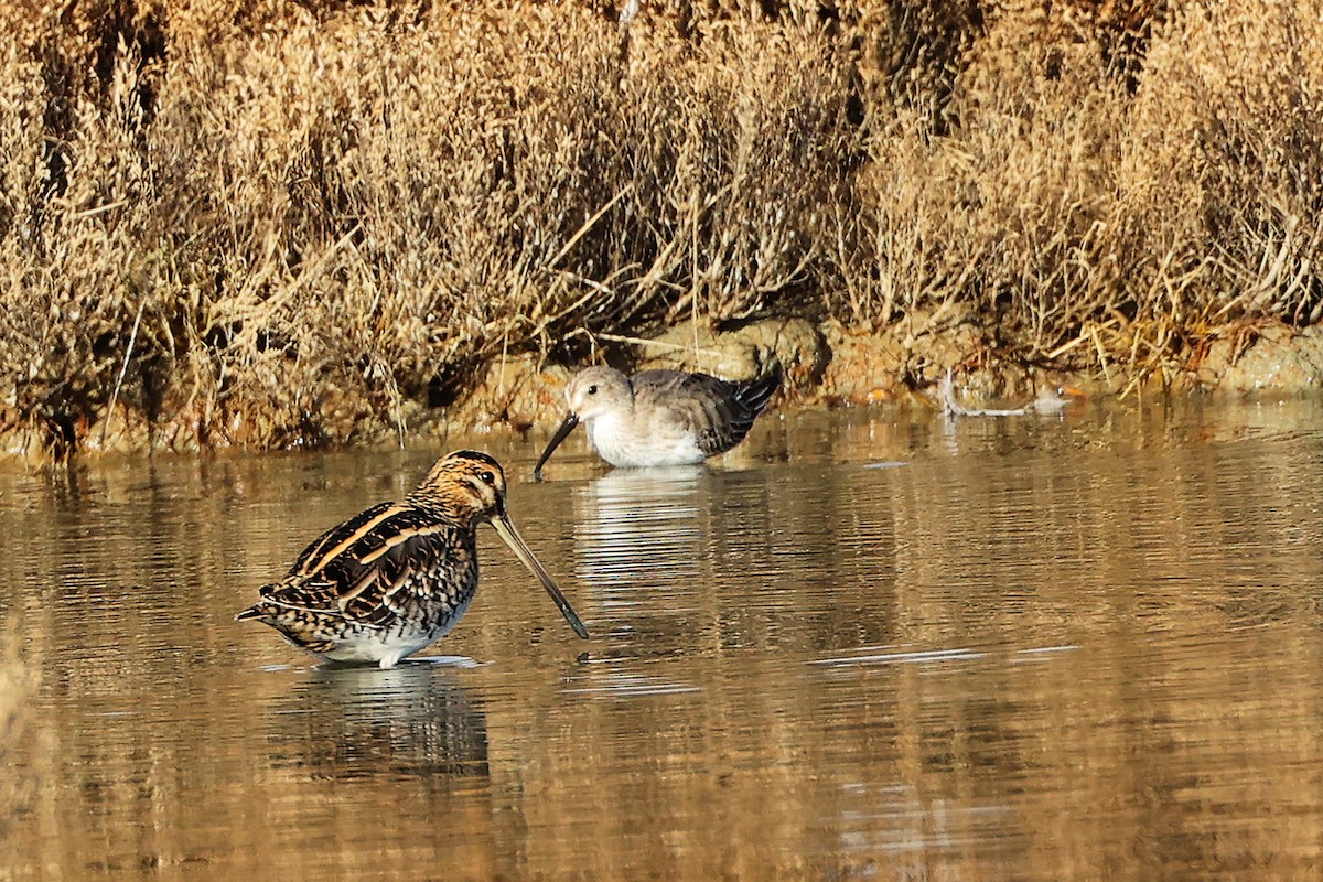 Common Snipe - ML646282271