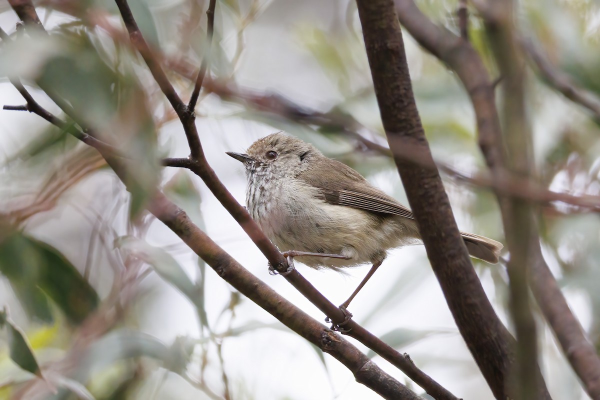 Brown Thornbill - ML646282272