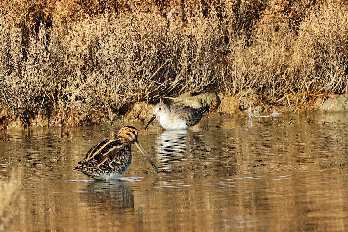 Common Snipe - ML646282273
