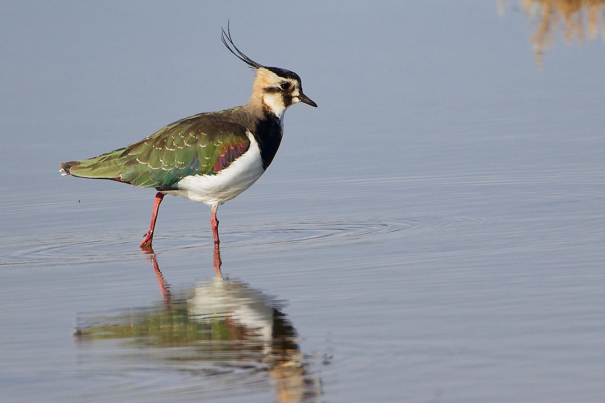 Northern Lapwing - ML646282274