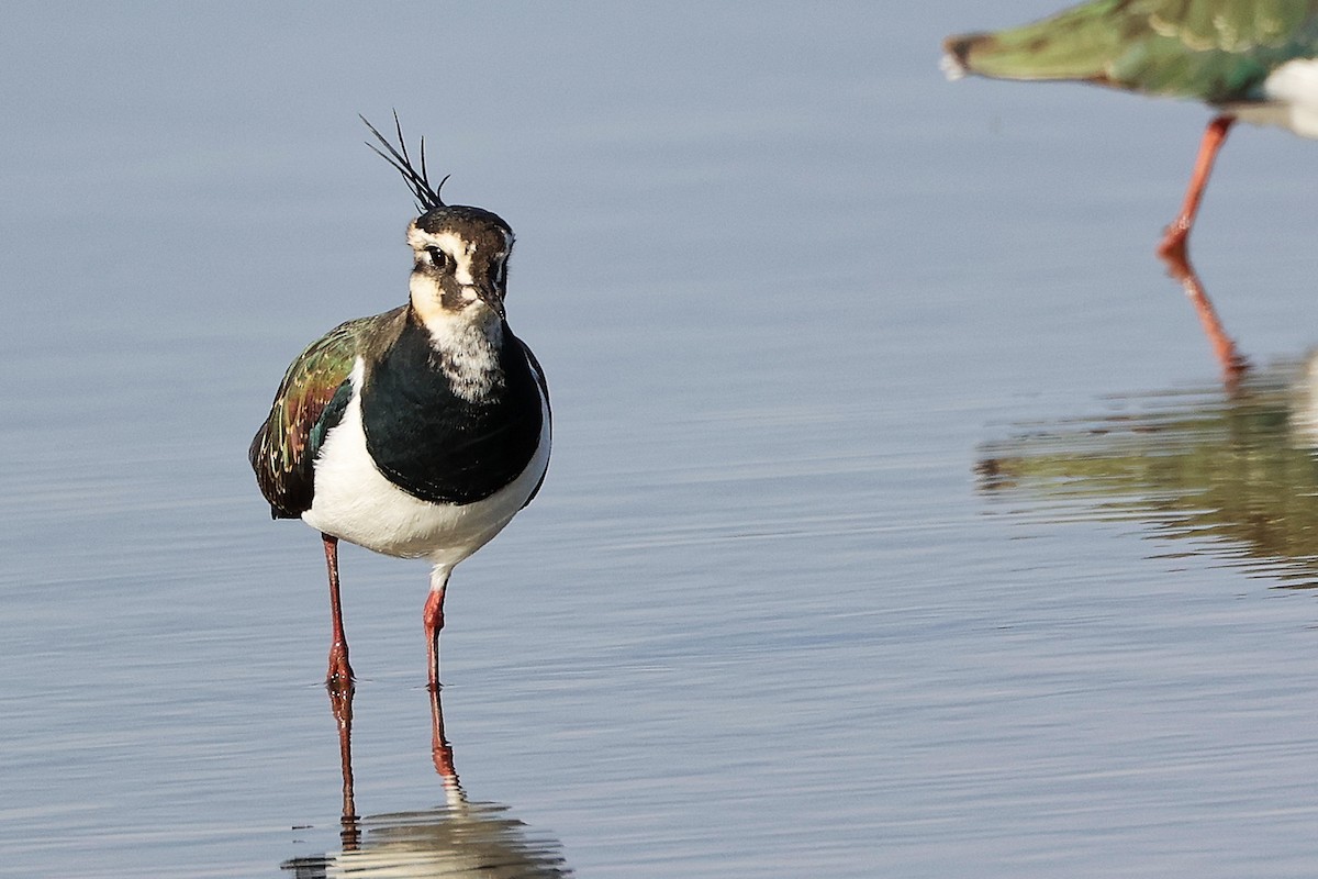 Northern Lapwing - ML646282276