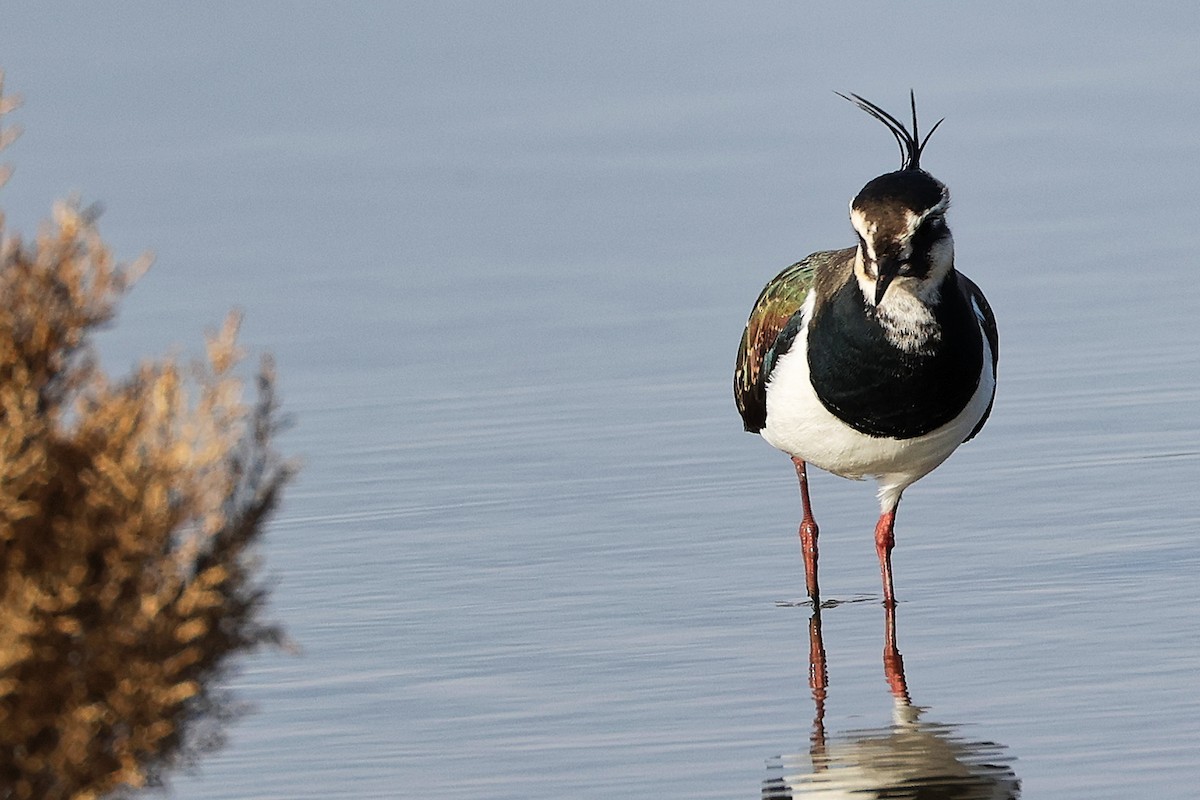 Northern Lapwing - ML646282277