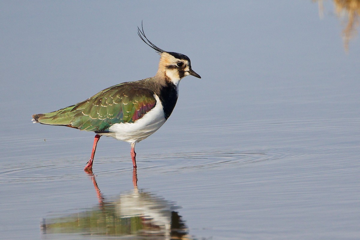 Northern Lapwing - ML646282278