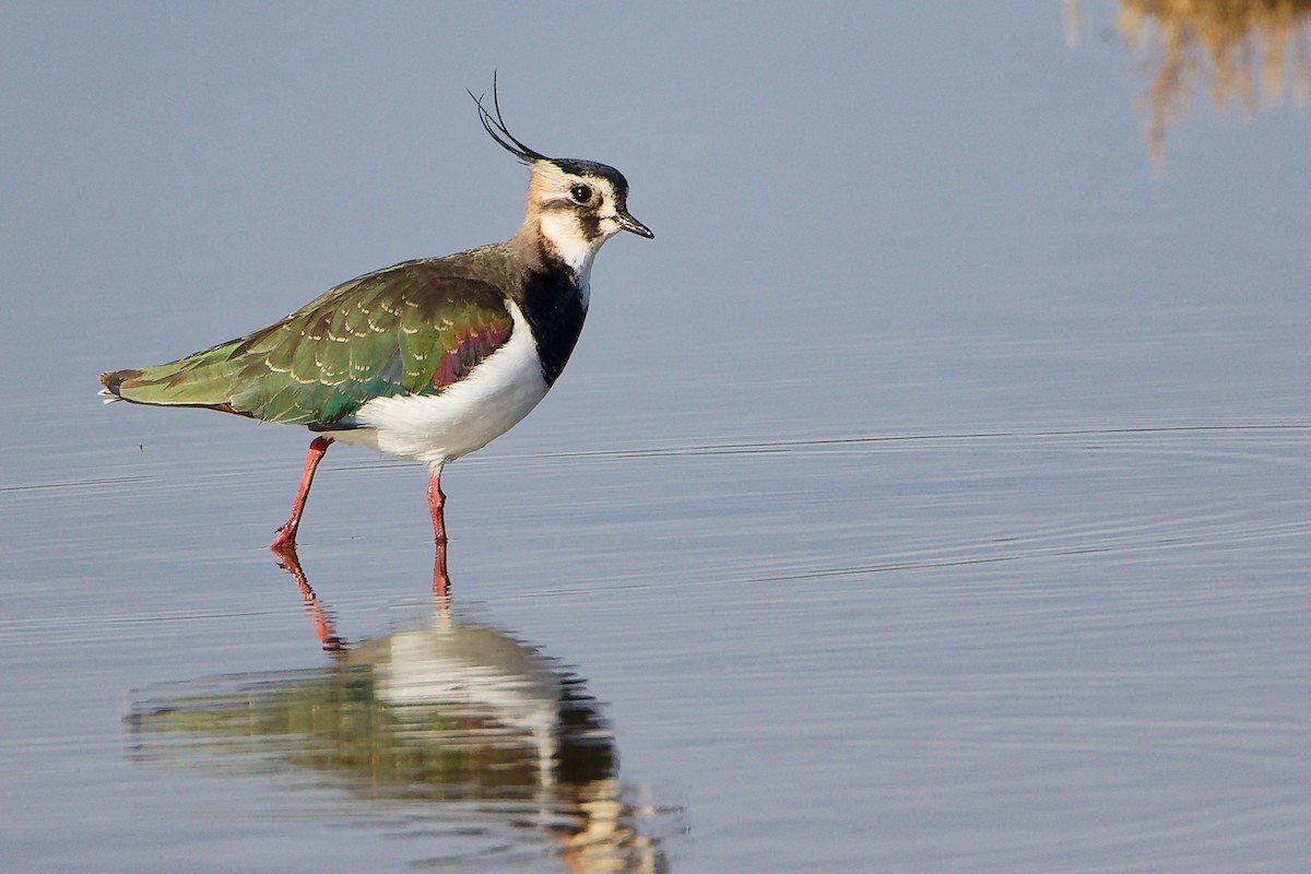 Northern Lapwing - ML646282279