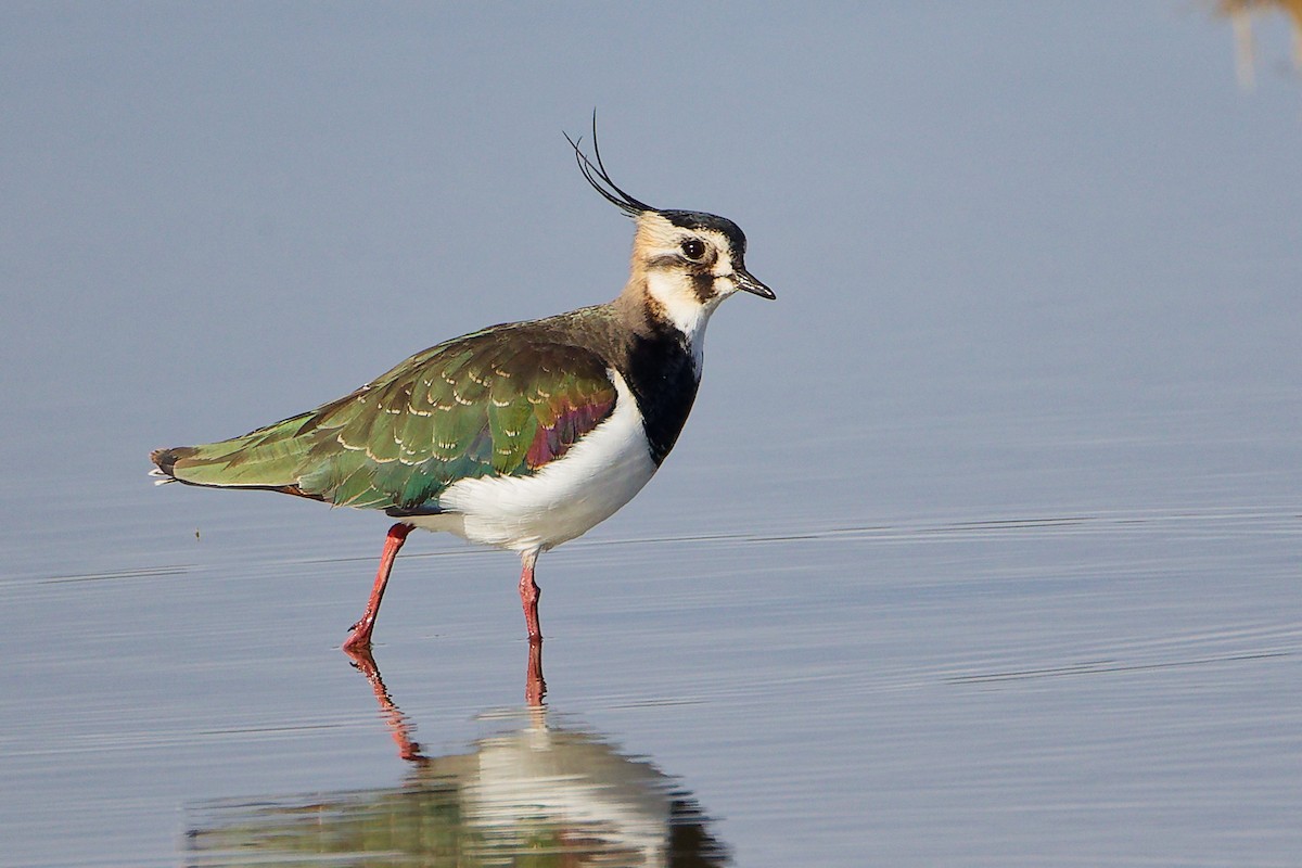 Northern Lapwing - ML646282280