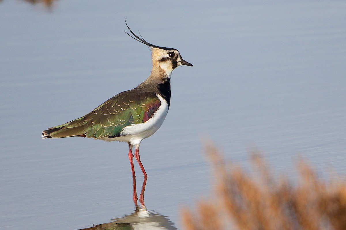 Northern Lapwing - ML646282281