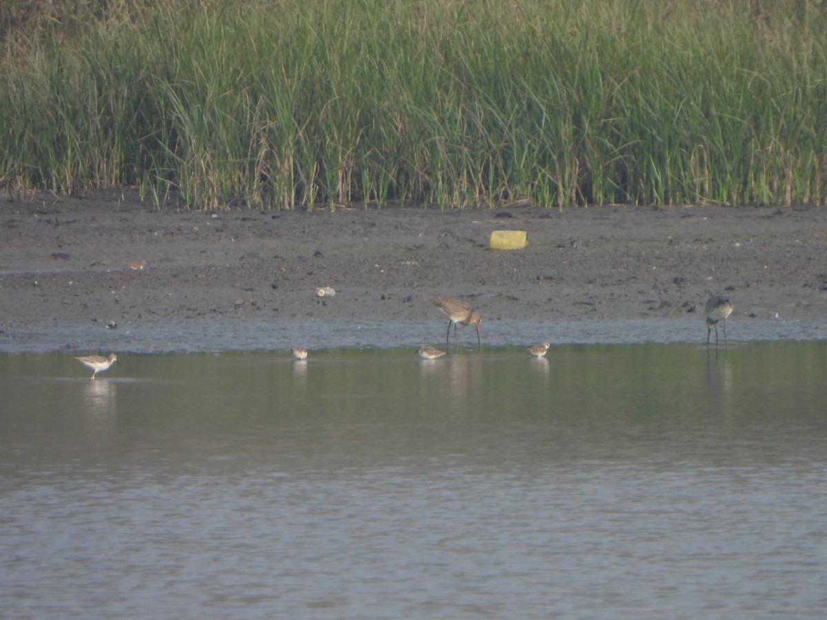 Ruddy Shelduck - ML646282282
