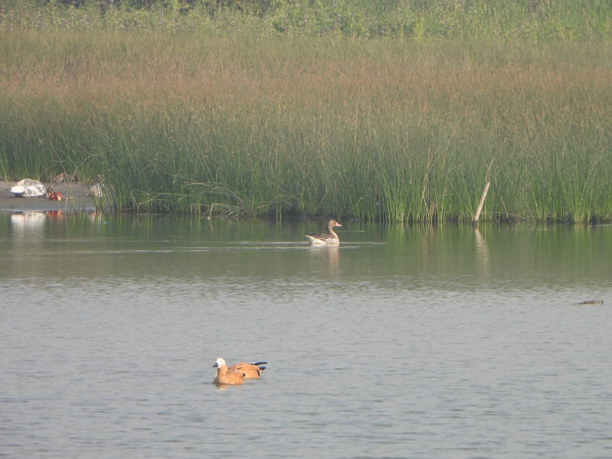Ruddy Shelduck - ML646282283