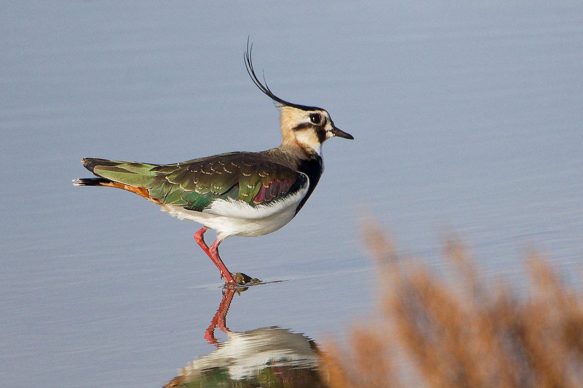 Northern Lapwing - ML646282284