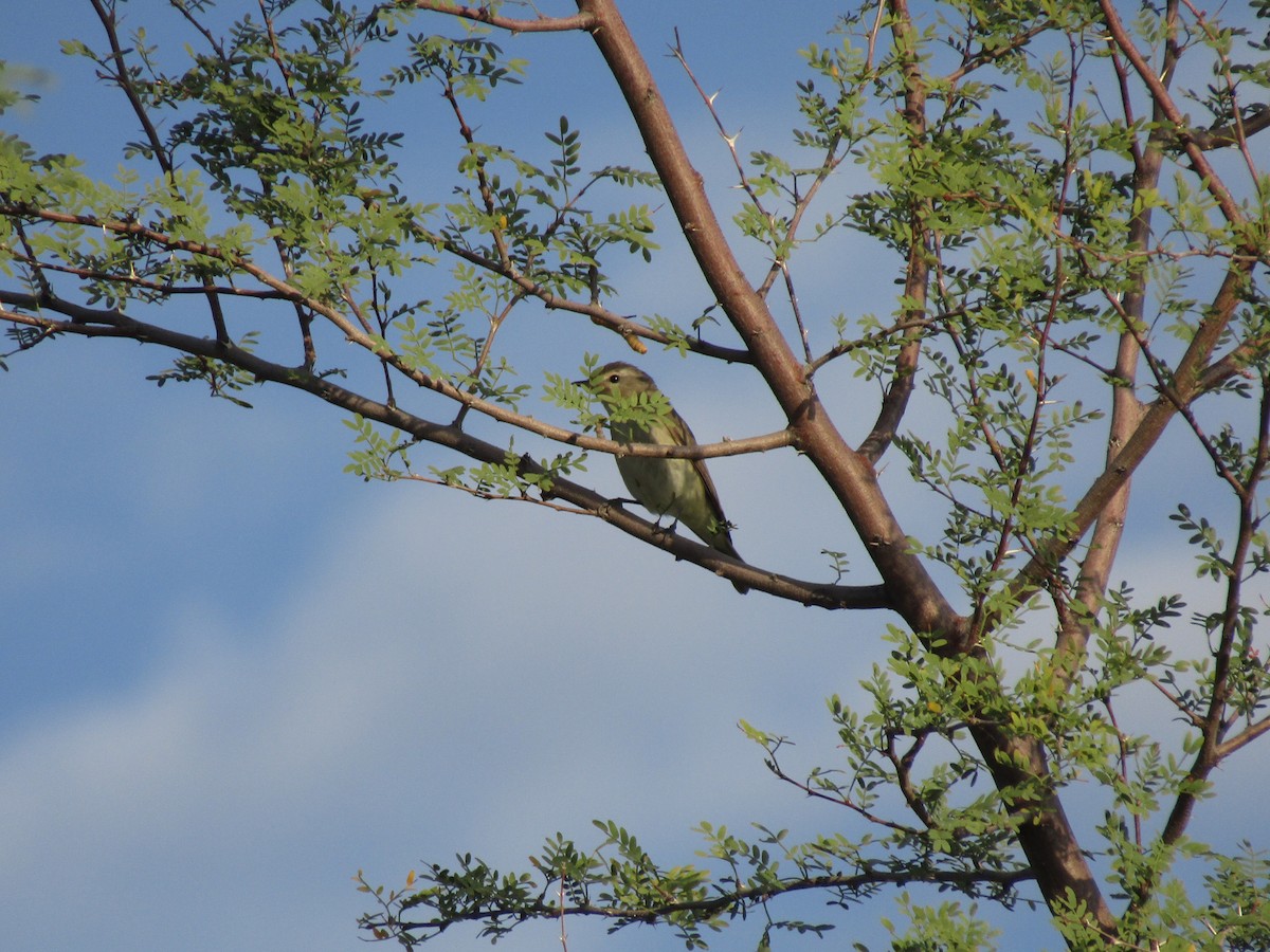 Western Warbling Vireo - ML646282285