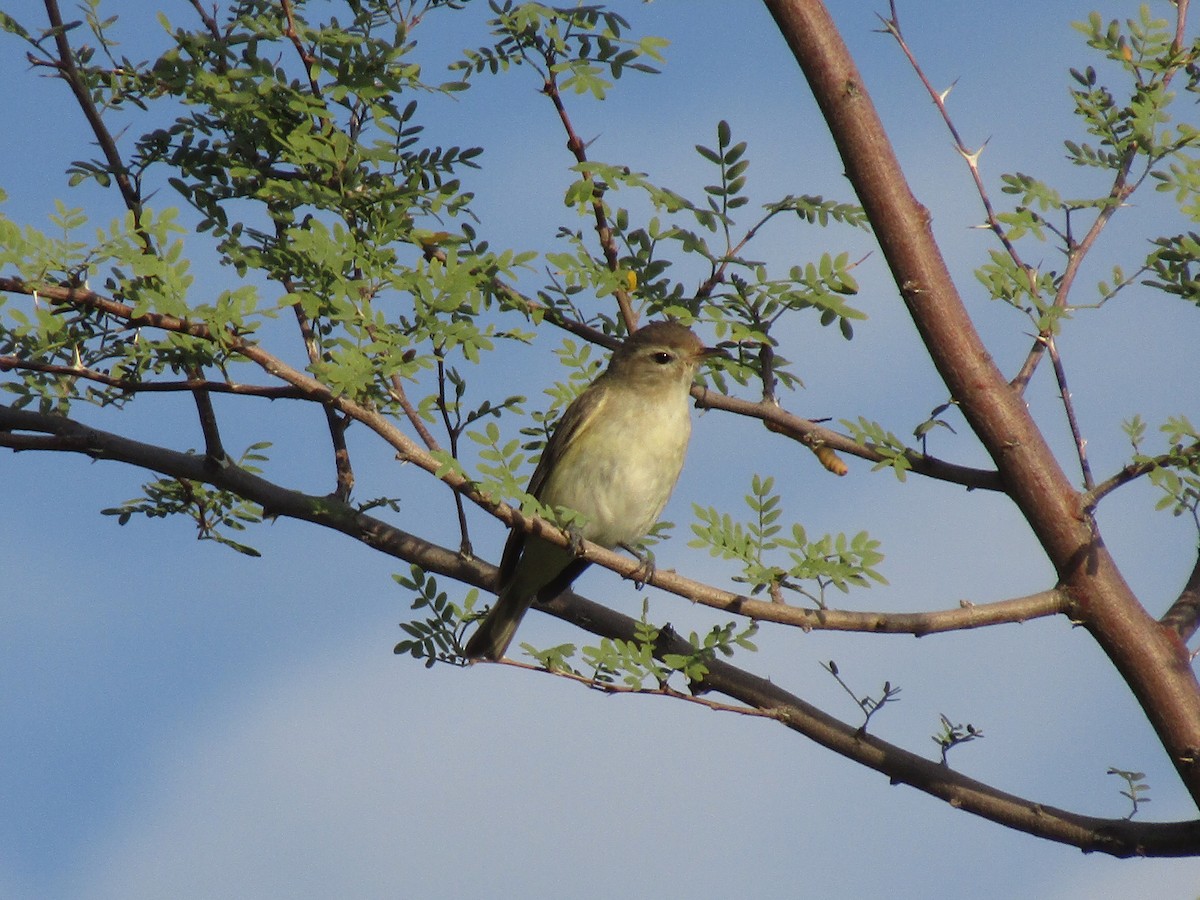 Western Warbling Vireo - ML646282286