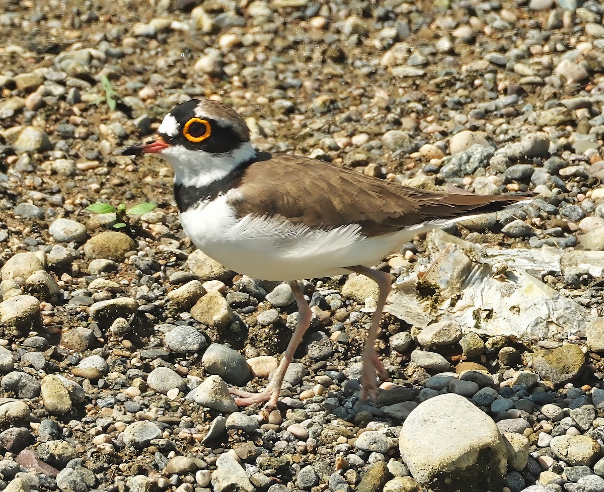 Little Ringed Plover - ML646282290