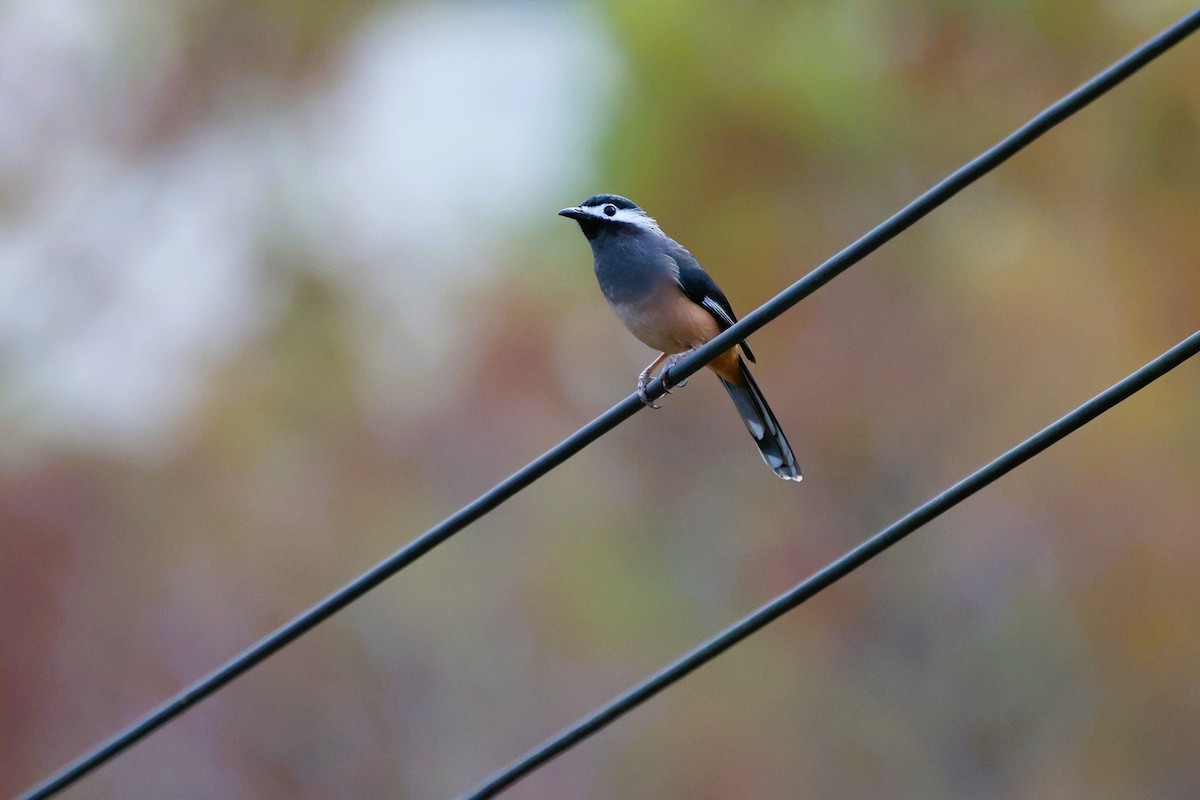 White-eared Sibia - ML646282291