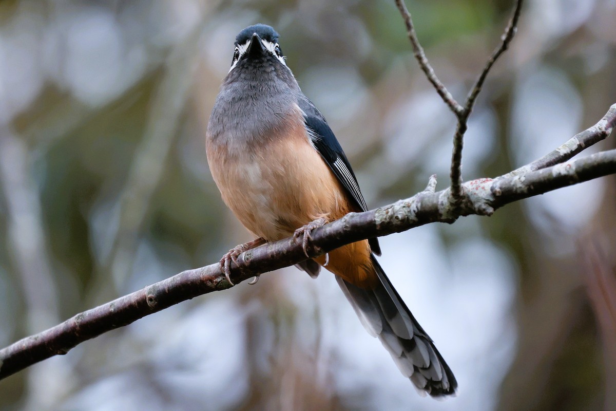 White-eared Sibia - ML646282292