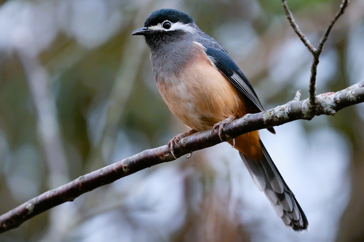 White-eared Sibia - ML646282293