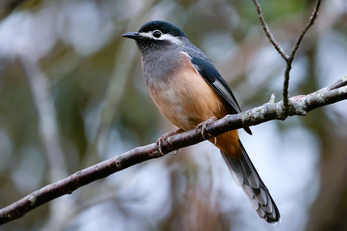 White-eared Sibia - ML646282294