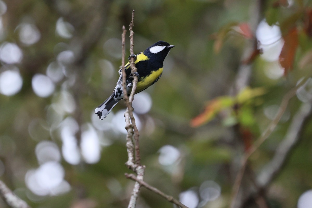 Mésange montagnarde - ML646282297