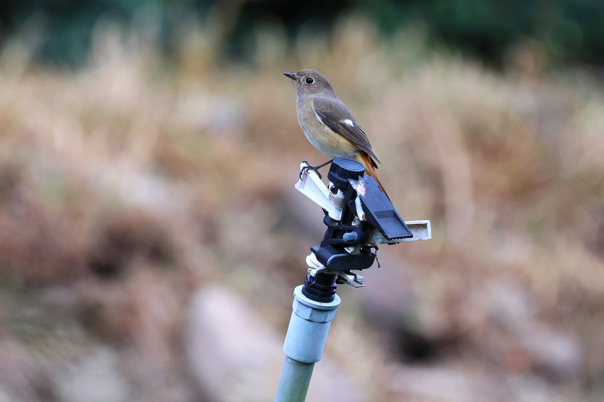 חכלילית סיבירית - ML646282300
