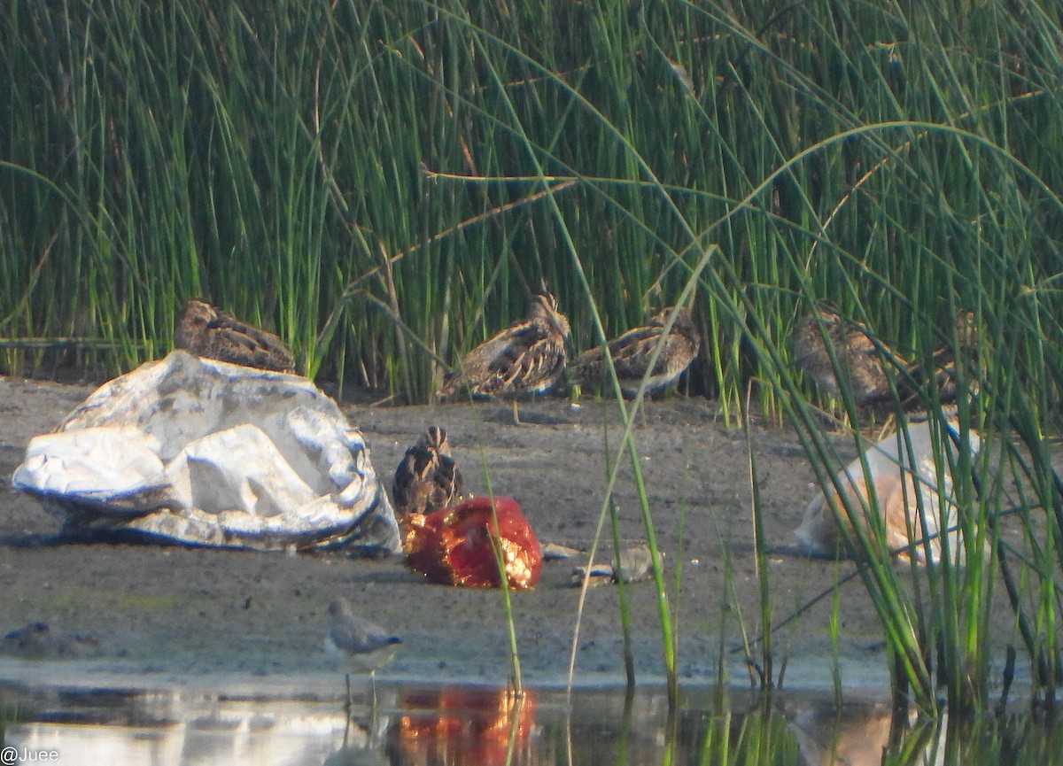 חרטומית ביצות - ML646282302