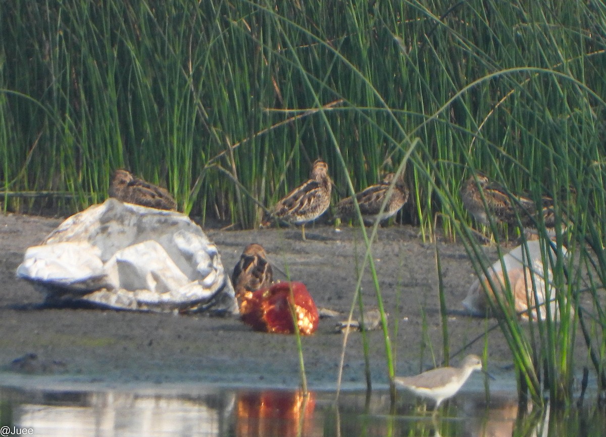 חרטומית ביצות - ML646282304