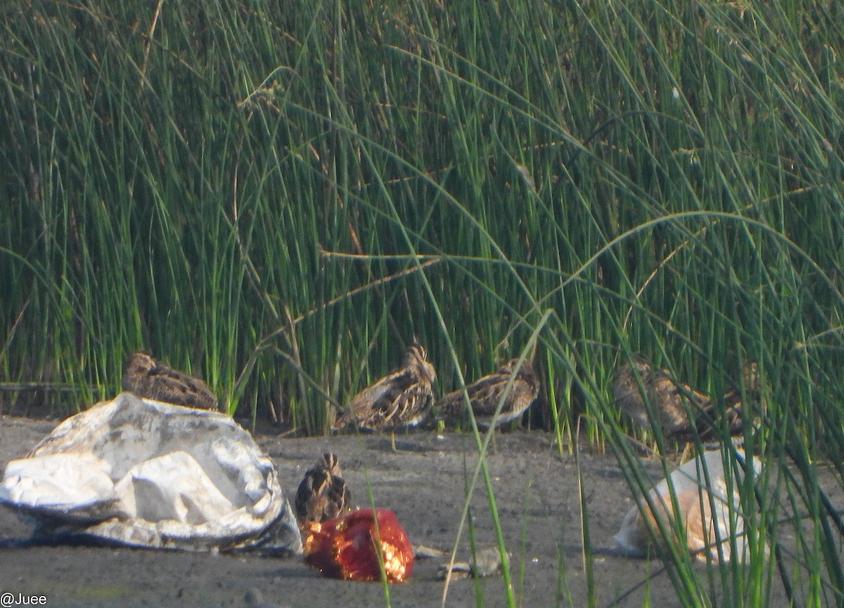 חרטומית ביצות - ML646282305