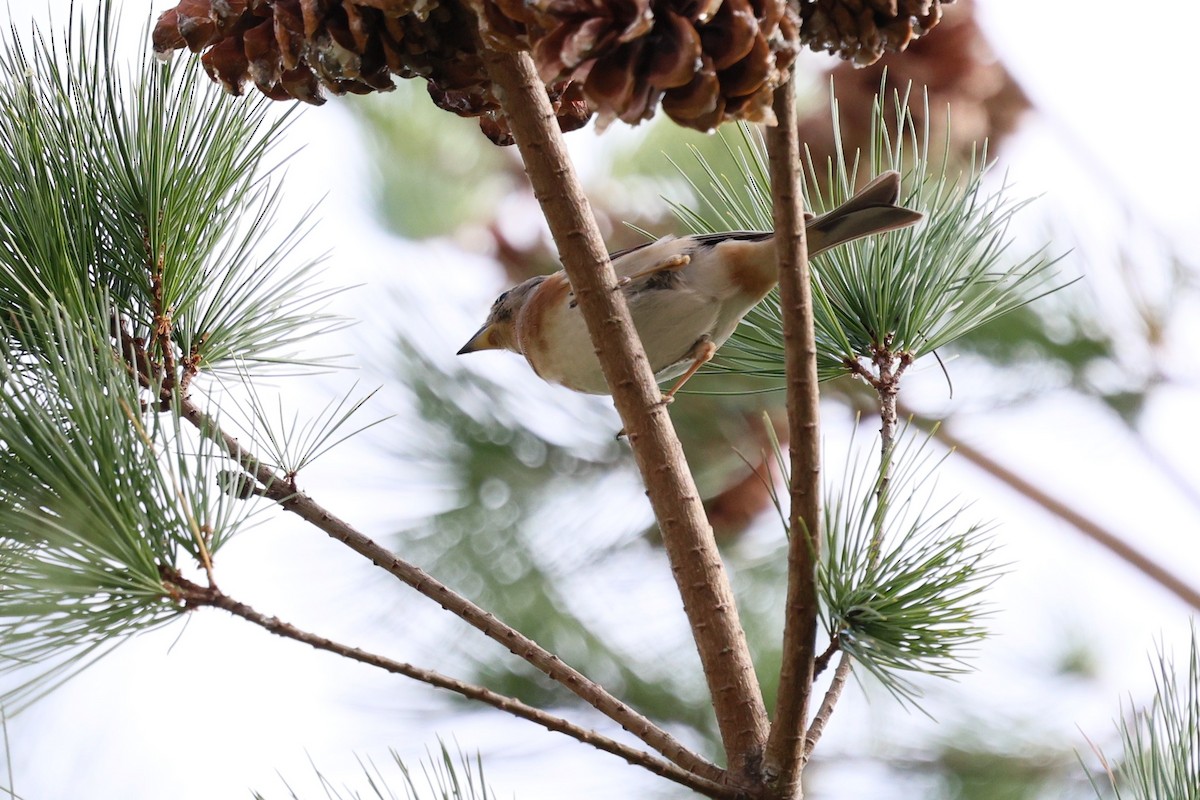 Brambling - ML646282308